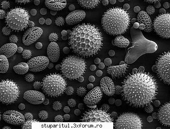 Privit cum se vede polenul sub microscop. - Priviti cum se vede polenul de la floarea sorelui - POZE