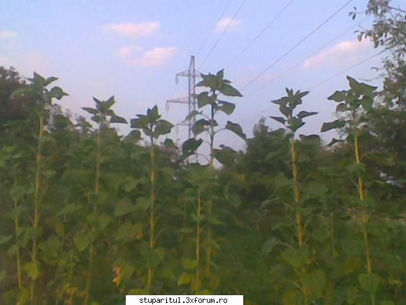 Productia de F.S. - Ce bine de voi la mine va incepe peste cateva - BAZA MELIFERA - PLANTE , ARBUSTI , ARBORI