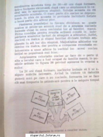 Pt. mai-iunie.....ROIREA ARTIFICIALA - andrei_salaj - PAGINA APICULTORULUI INCEPATOR