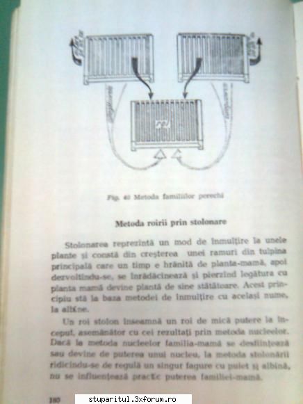 Pt. mai-iunie.....ROIREA ARTIFICIALA - andrei_salaj - PAGINA APICULTORULUI INCEPATOR