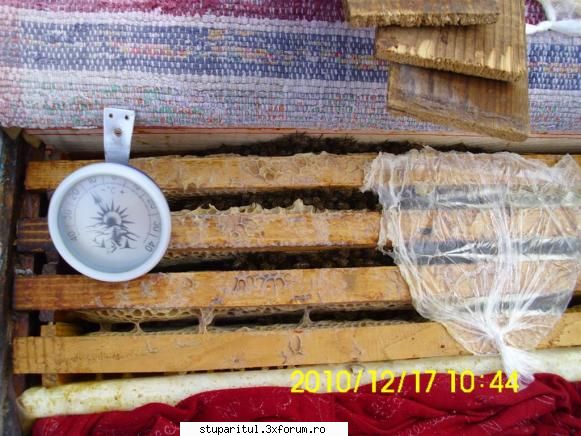 Punga la putere - Faţă de turtă sau placă de - HRANIREA ARTIFICIALA