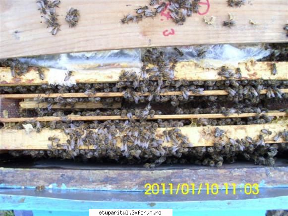 Punga la putere - Dacă familia �şi acoperă bine - HRANIREA ARTIFICIALA