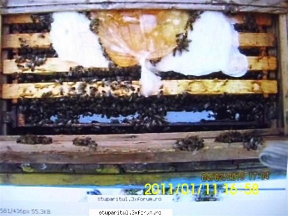 Punga la putere - Este risc de năclăire doar dacă - HRANIREA ARTIFICIALA