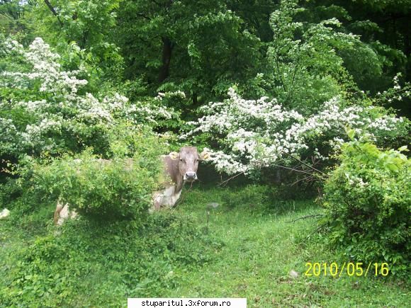 Pupemea - paducel in zona trei,inflorit de doua zile - PAGINI PERSONALE ! CINE SUNT EU ?