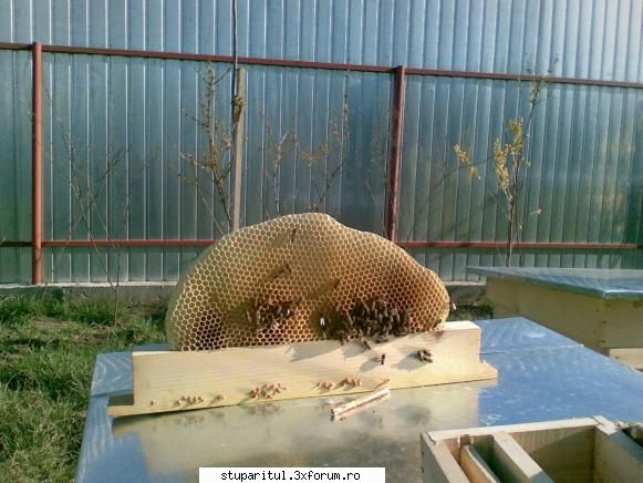 Rame fara celule de trantor - pngflorin - INTRETINEREA ALBINELOR