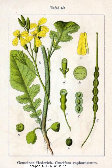 Raphanus Raphanistrum sau rapita salbateca... - Stie cineva , secr - BAZA MELIFERA - PLANTE , ARBUSTI , ARBORI