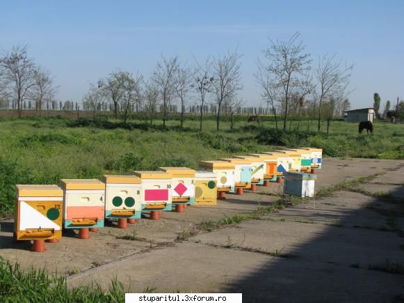 Rapita - La Braila, cultura de rapita e peste asteptari - PAGINA APICULTORULUI INCEPATOR