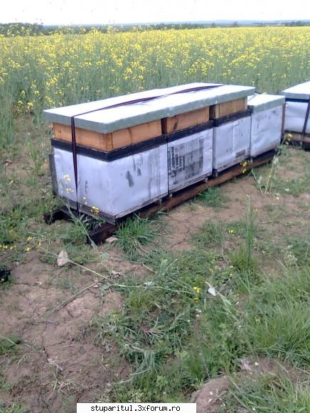 Rapita - Parintele cu mijloace proprii si-a facut o - BAZA MELIFERA - PLANTE , ARBUSTI , ARBORI