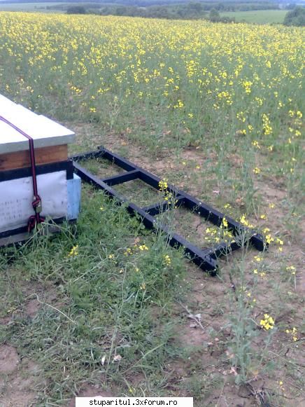 Rapita - Cam asa arata paletul - BAZA MELIFERA - PLANTE , ARBUSTI , ARBORI