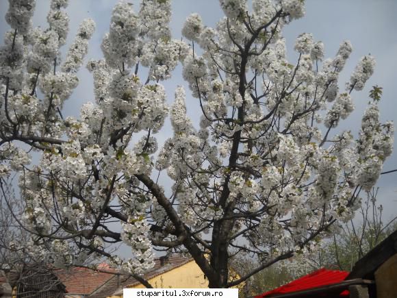 Rapita - acela a fost visinul urmeaza ciresul - BAZA MELIFERA - PLANTE , ARBUSTI , ARBORI