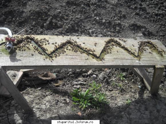 Rapita - adapatorul pentru albinele de acasa. salutari - BAZA MELIFERA - PLANTE , ARBUSTI , ARBORI
