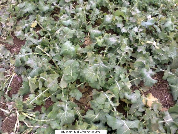 Rapita - eucondruz - BAZA MELIFERA - PLANTE , ARBUSTI , ARBORI