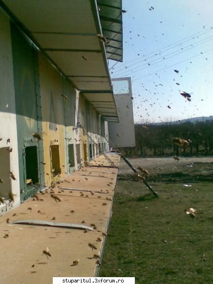 Rapita - Vineri am fost la un lan de rapita are cam 20 de - BAZA MELIFERA - PLANTE , ARBUSTI , ARBORI