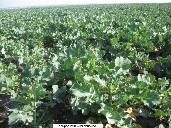 Rapita - La 15 km Nord de Bucuresti, rapita arata asa ( ) - BAZA MELIFERA - PLANTE , ARBUSTI , ARBORI