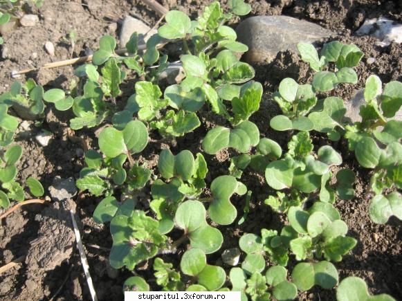 Rapita - Cine ma poate lamuri ce este aceasta planta - BAZA MELIFERA - PLANTE , ARBUSTI , ARBORI