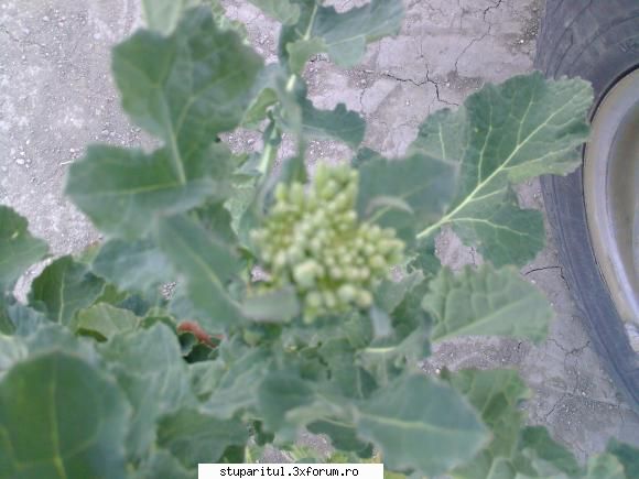 Rapita - rigla are 70cm toata - BAZA MELIFERA - PLANTE , ARBUSTI , ARBORI