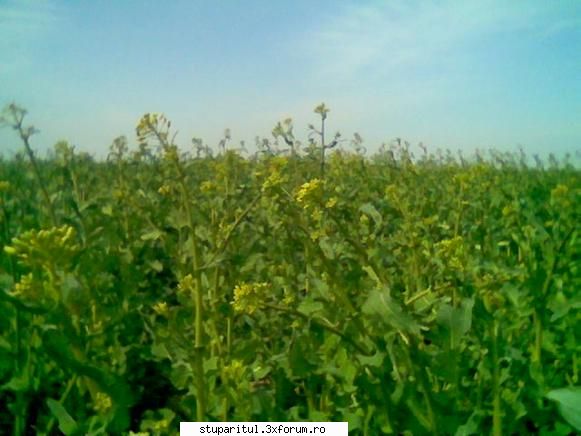 Rapita - Lanul de rapita care ma asteapta (foto realizata - BAZA MELIFERA - PLANTE , ARBUSTI , ARBORI