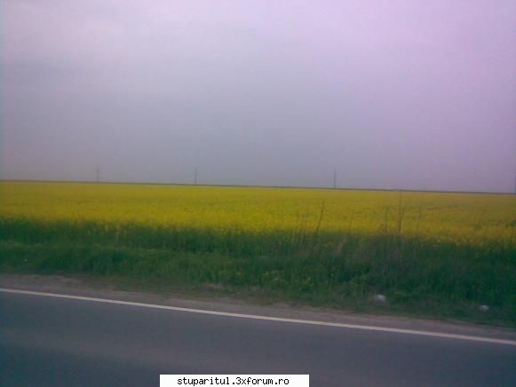 Rapita - ieri am facut si eu o "cercetare" pe-o raza de - BAZA MELIFERA - PLANTE , ARBUSTI , ARBORI
