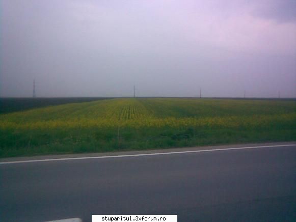 Rapita - alt stadiu de inflorire - BAZA MELIFERA - PLANTE , ARBUSTI , ARBORI
