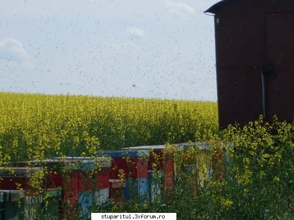 Rapita - Astazi am verificat in graba 2-3 magazii. Da ! - BAZA MELIFERA - PLANTE , ARBUSTI , ARBORI