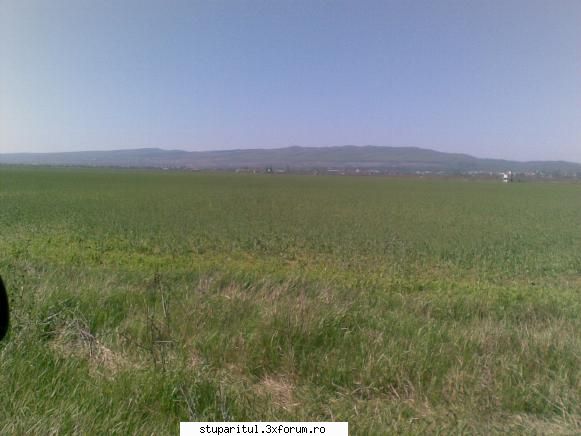 Rapita - si rapita neinflorita in aceasta parte de lan - BAZA MELIFERA - PLANTE , ARBUSTI , ARBORI