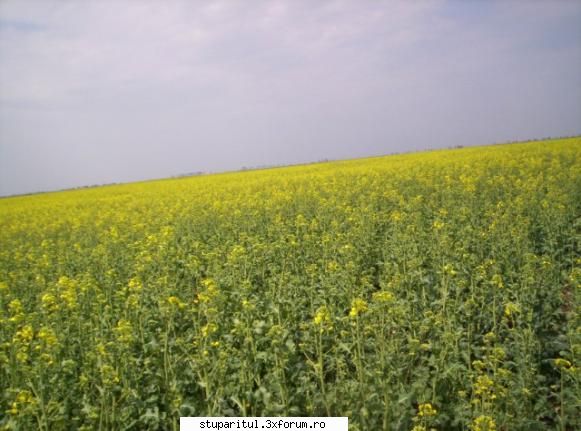 Rapita - avram - BAZA MELIFERA - PLANTE , ARBUSTI , ARBORI