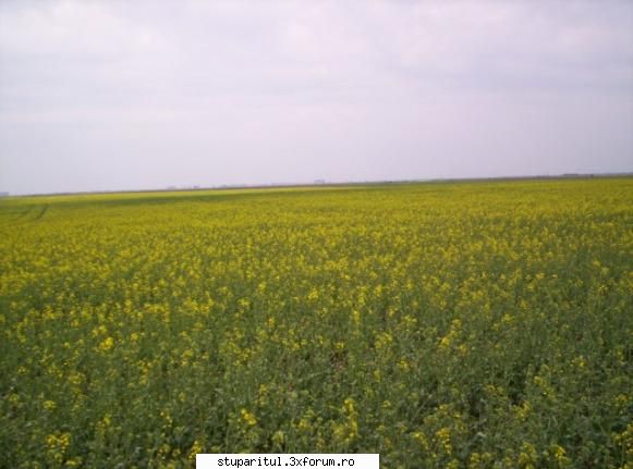 Rapita - avram - BAZA MELIFERA - PLANTE , ARBUSTI , ARBORI