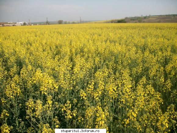 Rapita - La mine cam asa este rapita si a plouat zilele - BAZA MELIFERA - PLANTE , ARBUSTI , ARBORI