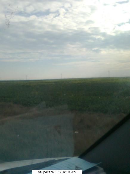 Rapita 2011 - Fratilor de trei saptamani fac naveta intre - BAZA MELIFERA - PLANTE , ARBUSTI , ARBORI