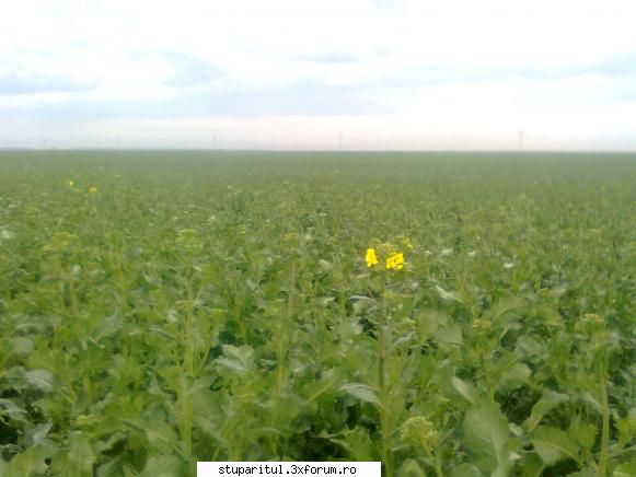 Rapita 2011 - Adrian ce spui de cum arata aceiasi rapita la data - BAZA MELIFERA - PLANTE , ARBUSTI , ARBORI