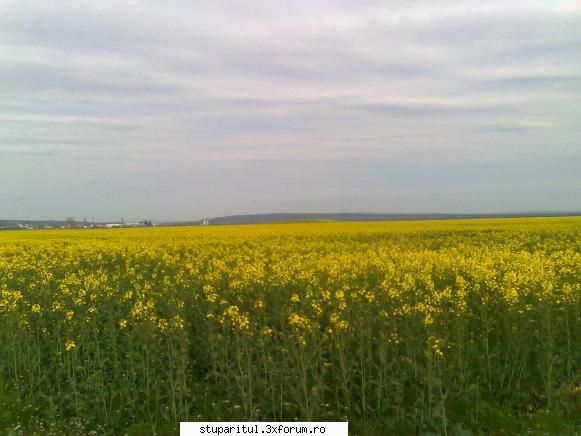 Rapita 2011 - eu am vrio 15 pavilioane pe toata tarlaua dar mai - BAZA MELIFERA - PLANTE , ARBUSTI , ARBORI