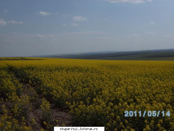 Rapita 2011 - asa e rapita in jud vaslui acum e in toi - BAZA MELIFERA - PLANTE , ARBUSTI , ARBORI