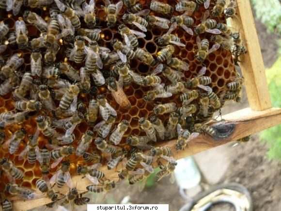 Rase de albine - POZE - nu stiu ce rasa e dar cred ca-i sora cu a mea si - RASE SI HIBRIZI DE ALBINE