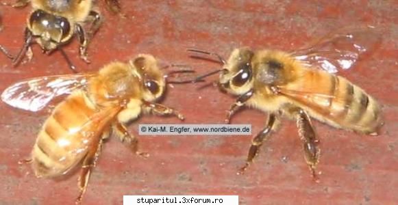Rase de albine - POZE - Apis mellifera ligustica (italiana) - RASE SI HIBRIZI DE ALBINE