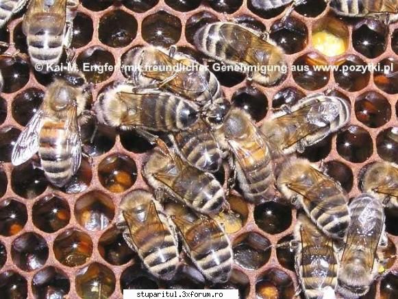 Rase de albine - POZE - Apis mellifera caucasica - RASE SI HIBRIZI DE ALBINE