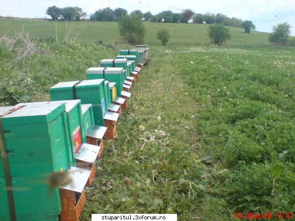 Recoltare polen rapita2009 - Inainte de a activa placile - PRODUSELE ALBINELOR