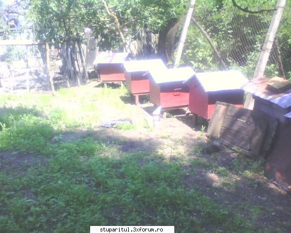 Roi cu probleme - Nu stiu cum ai distribuiti roii in teren dar pana - INMULTIREA FAMILIILOR DE ALBINE