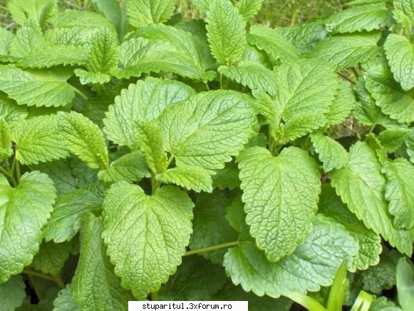 Roinita - O poza. Da, se inmulteste si prin seminte - BAZA MELIFERA - PLANTE , ARBUSTI , ARBORI