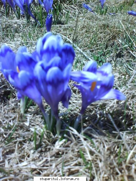 Roinita - Buna ziua, face-ti o poza si cu floarea, in foto - BAZA MELIFERA - PLANTE , ARBUSTI , ARBORI