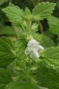 Roinita - Pentru poze dati,,melissa officinalis pe google - BAZA MELIFERA - PLANTE , ARBUSTI , ARBORI