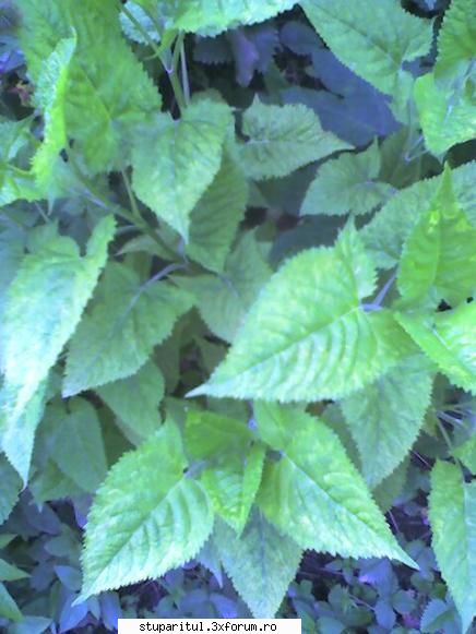 Roinita - Am fotog o planta care seamana, oare este roinita - BAZA MELIFERA - PLANTE , ARBUSTI , ARBORI