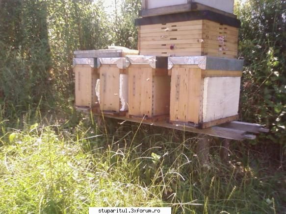 Roire naturala:roi natural cu mai multe matci - Apropos de metoda cu laditel - INMULTIREA FAMILIILOR DE ALBINE