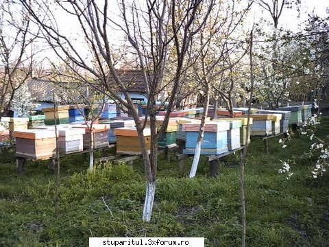 Roire naturala:roi natural cu mai multe matci - cautati la magazinele de - INMULTIREA FAMILIILOR DE ALBINE