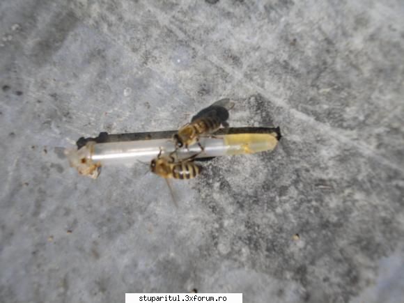 Roire naturala:roi natural cu mai multe matci - Dle Ahile, Imi pare rau dar - INMULTIREA FAMILIILOR DE ALBINE