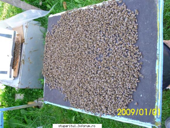 Roirea naturală-truc pentru stoparea sau pentru folosirea ei - Uneori din vina n - INTRETINEREA ALBINELOR
