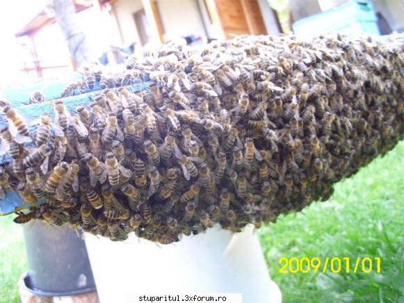 Roirea naturală-truc pentru stoparea sau pentru folosirea ei - Albinele care se - INTRETINEREA ALBINELOR