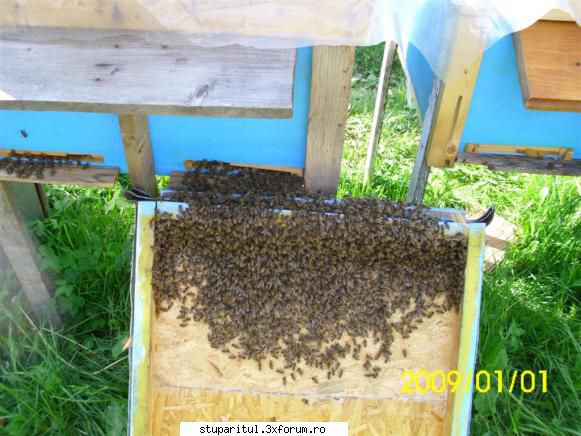 Roirea naturală-truc pentru stoparea sau pentru folosirea ei - Dacă dorim - INTRETINEREA ALBINELOR