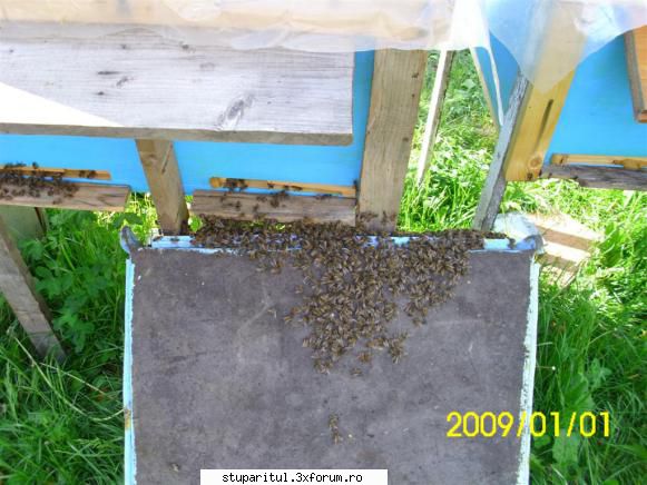 Roirea naturală-truc pentru stoparea sau pentru folosirea ei - Sau o apropiem la - INTRETINEREA ALBINELOR
