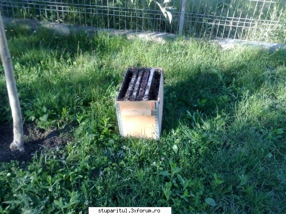 Roirea, probleme - urgent - alta poza, acelasi roi - PAGINA APICULTORULUI INCEPATOR
