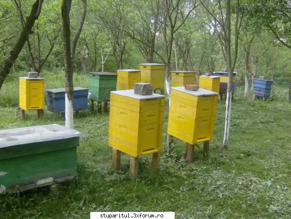 Roit artificial prin divizare - identificare matca - Am uitat ceva esential - INMULTIREA FAMILIILOR DE ALBINE